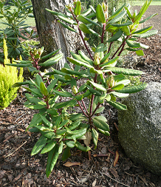 Rododendron ve skalce